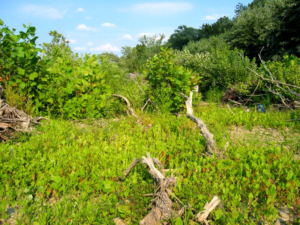 Sycamore - River Birch Floodplain Forest at Harpers Ferry NHP
