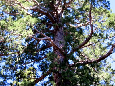 Sequoia NP in CA