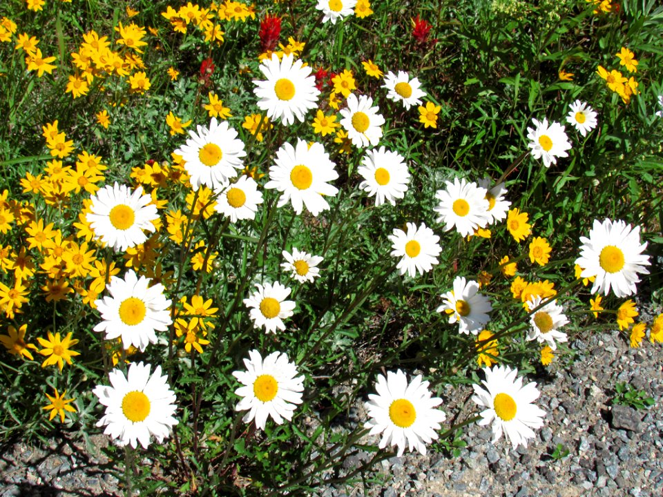 Wildflowers at Mt. Rainier NP in WA