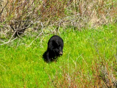 Black Bear at Yosemite NP in CA