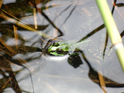 Frosch im Wasser photo