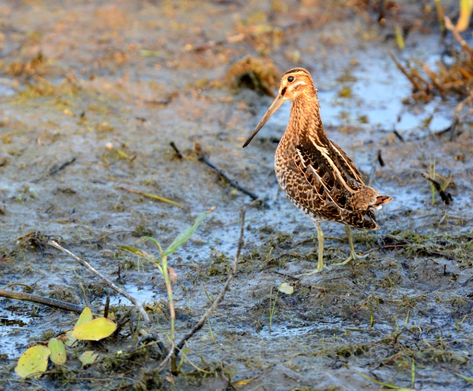 Wilson's Snipe Shiawassee National Wildlife Refuge