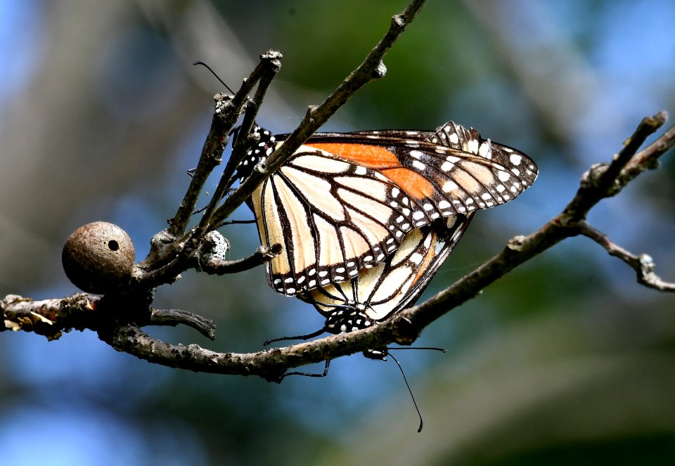 Mating Monarch Butterflies