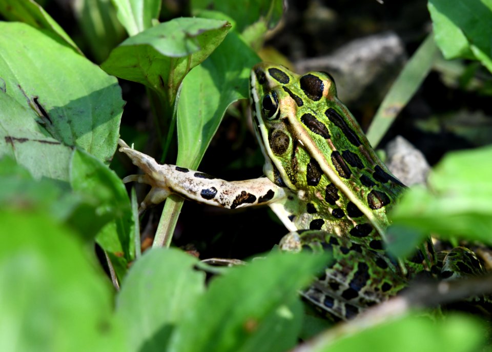Northern Leopard Frog