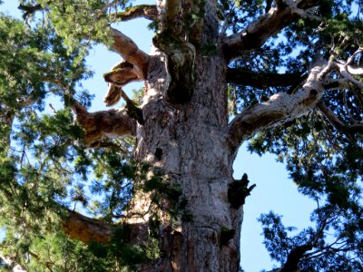 Sequoia NP in CA