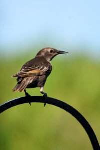 European starling (juvile) photo
