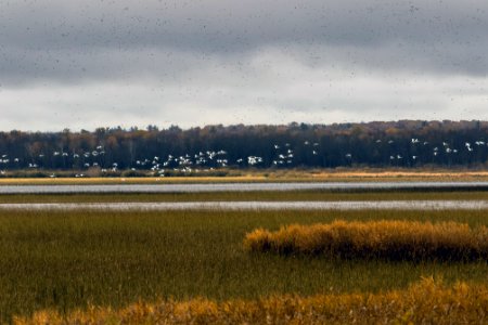 Waterfowl over Rice Lake National Wildlife Refuge in Minnesota