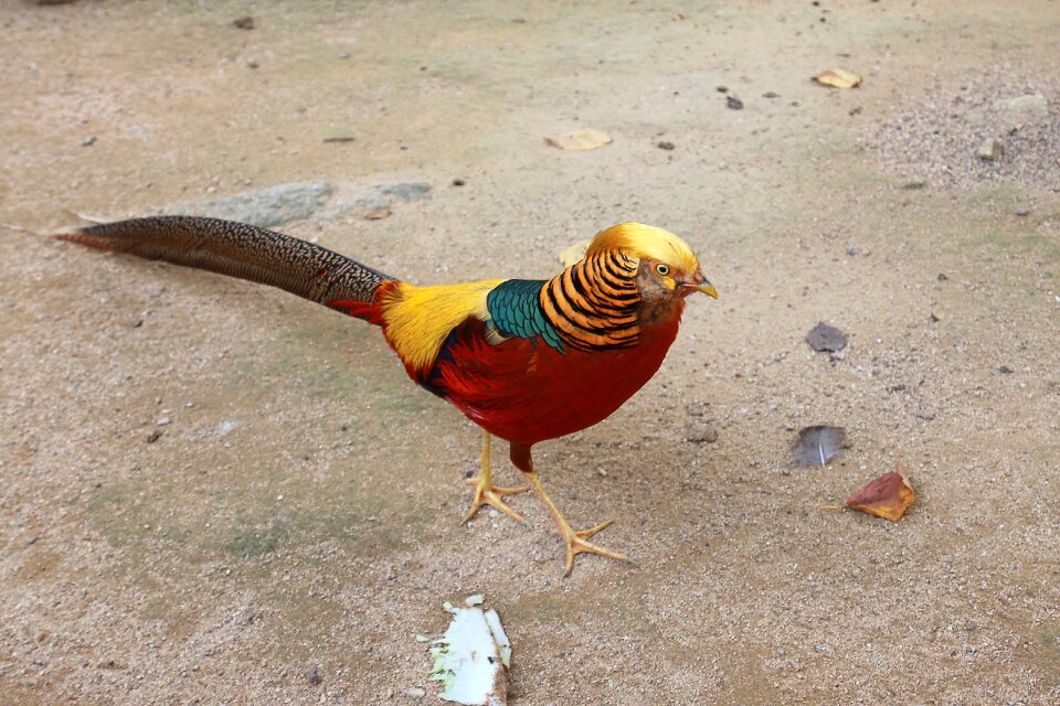 Animal nature golden