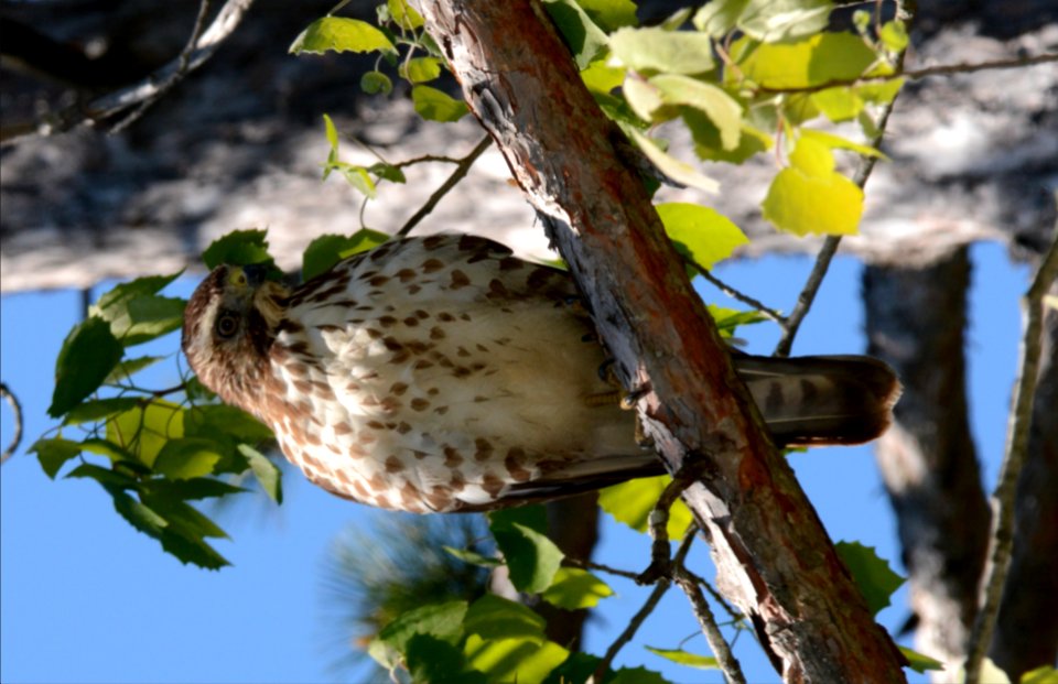 Coopers Hawk - Free photos on creazilla.com