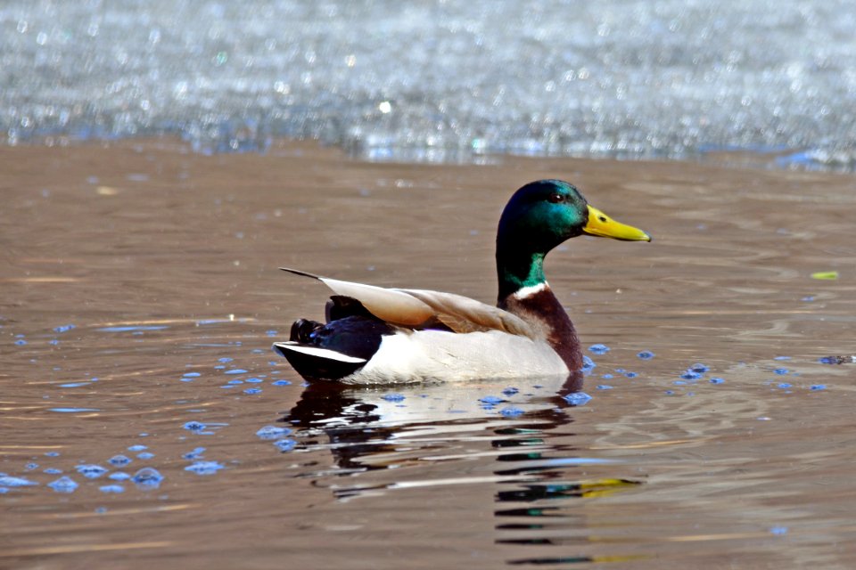 Mallard Drake photo