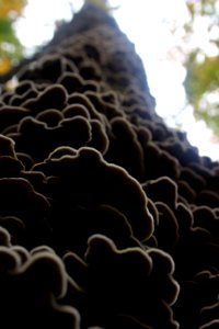 Fall Fungi