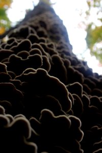 Fall Fungi photo