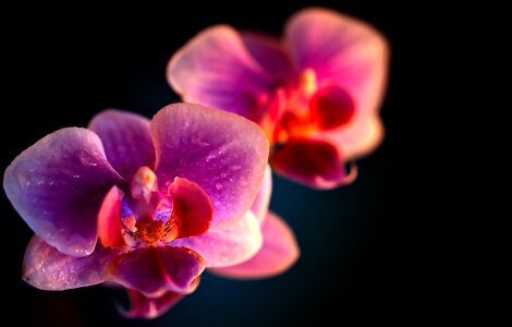 Plant orchids orkidè photo