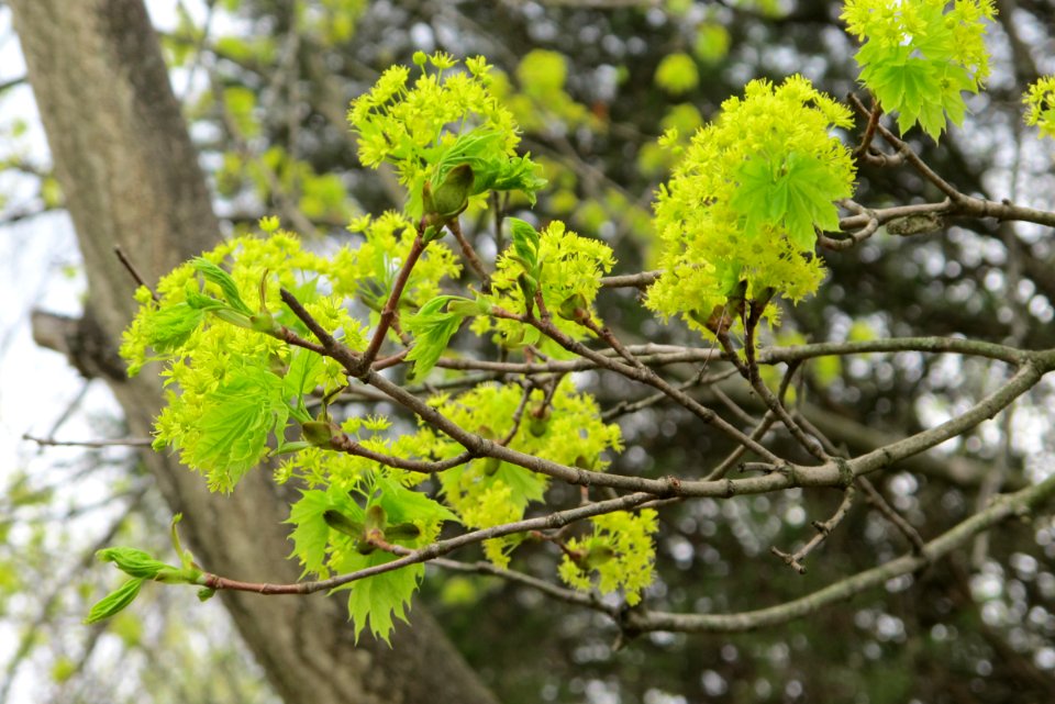 Norway maple blooming in spring