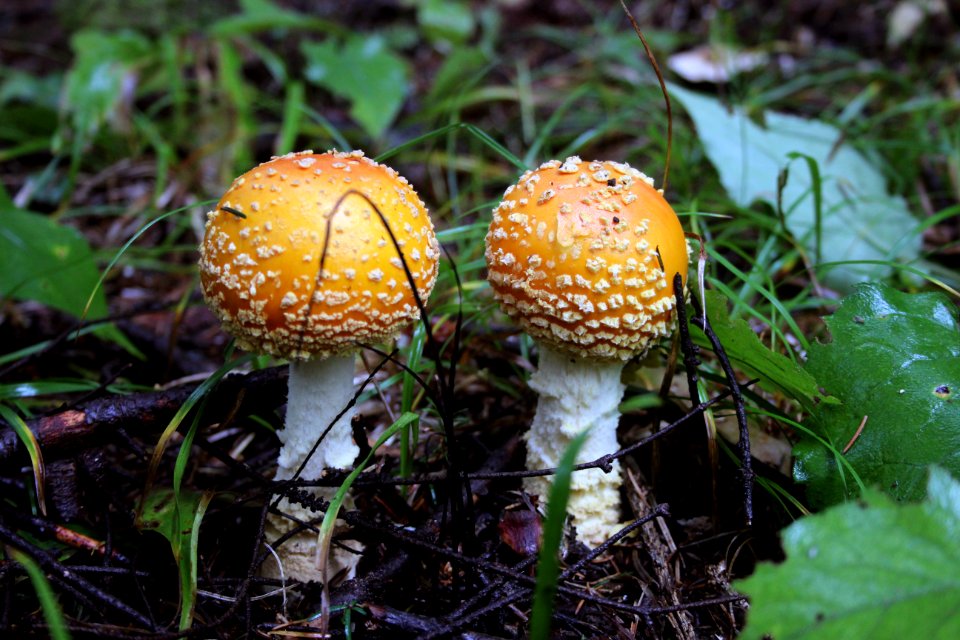Fly agaric mushrooms