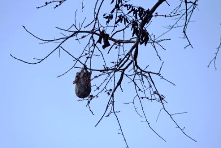 Oriole nest photo