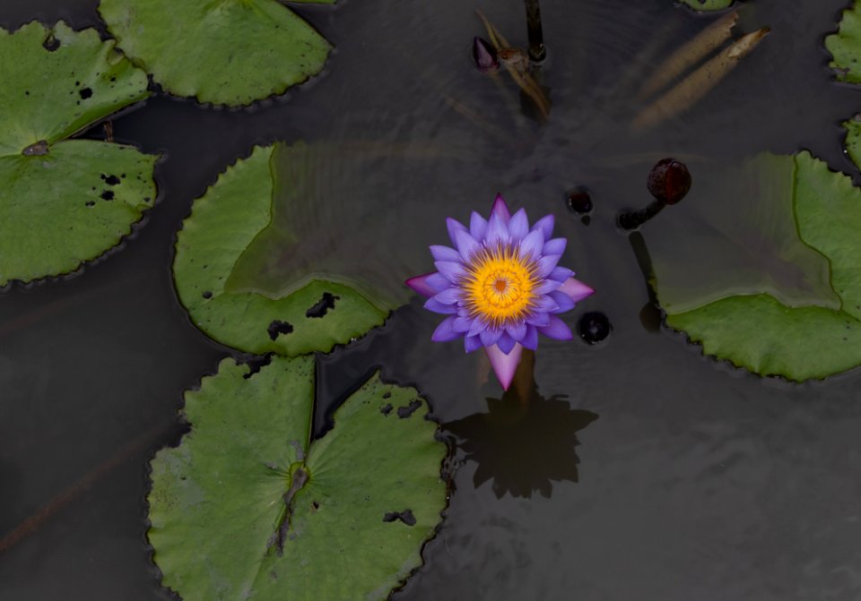 Beauty of Lotus