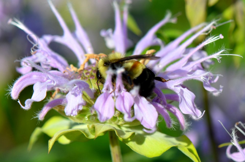 Rusty Patched Bumble Bee
