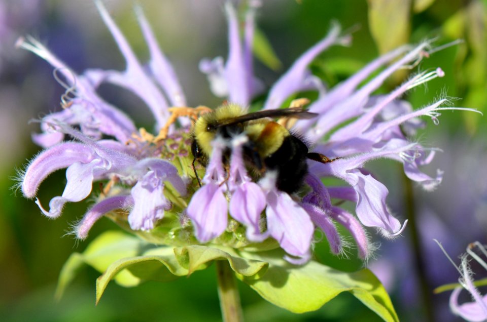 Rusty Patched Bumble Bee photo