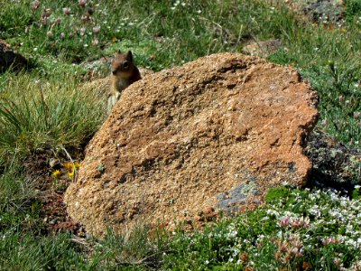 Ground Squirrel at Rocky Mountain NP in CO