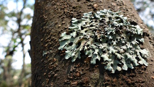 Forest plant natural