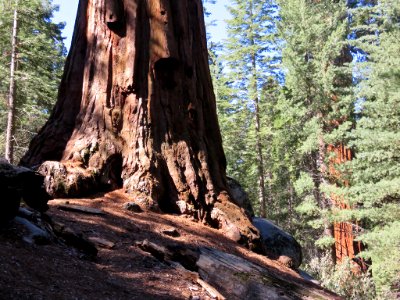 Sequoia NP in CA photo