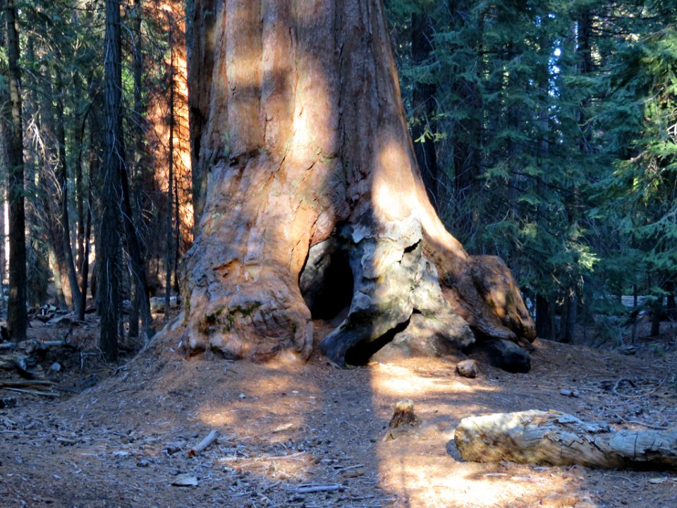 Trail Of 100 Giants at Sequoia NF in CA