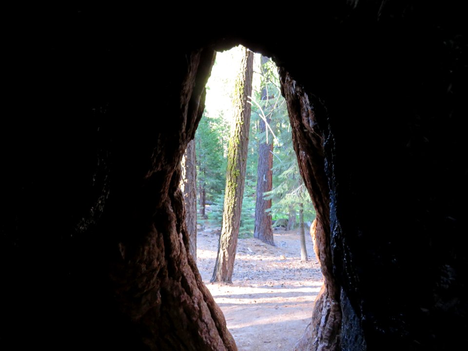 Trail Of 100 Giants at Sequoia NF in CA