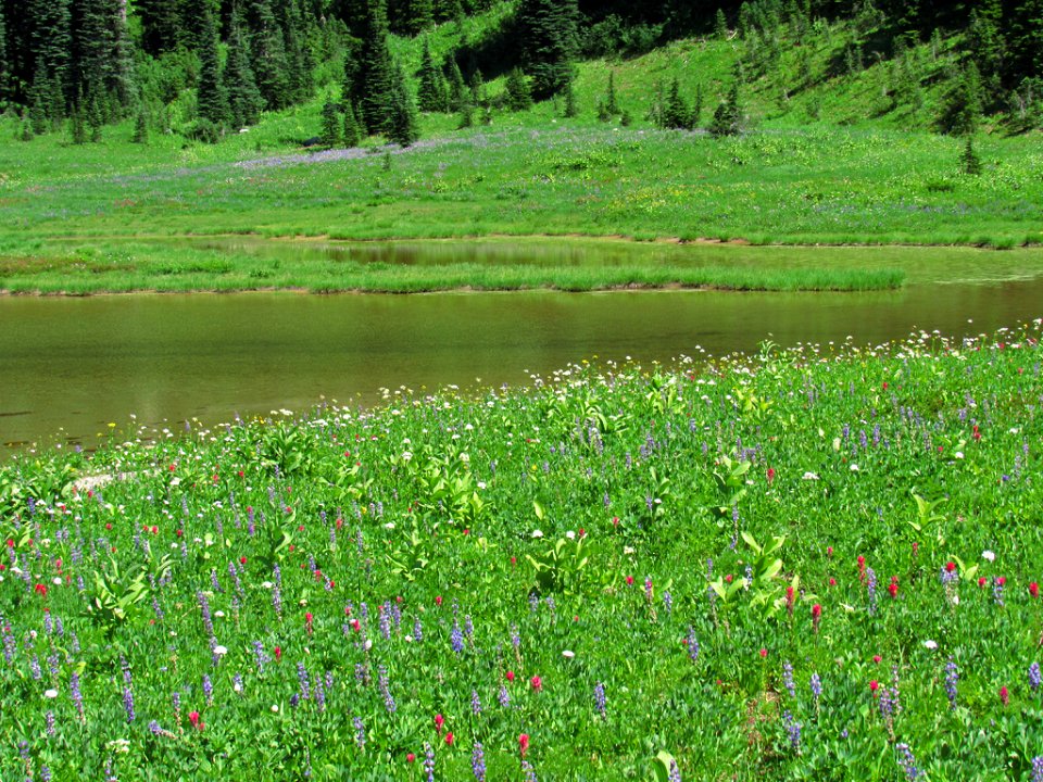 Tipsoo Lake Wildflowers at Mt. Rainier NP in WA