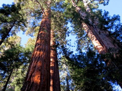 Trail Of 100 Giants at Sequoia NF in CA