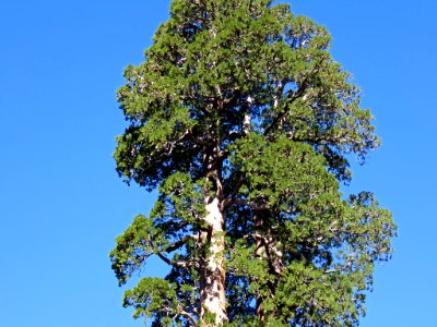 Sequoia NP in CA