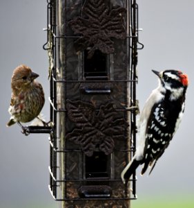 House Finch and Downy Woodpecker photo