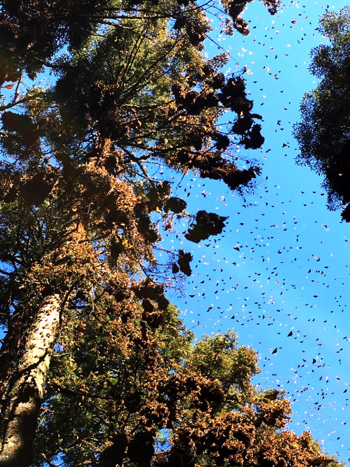 Monarch butterflies clustering on trees in Mexico