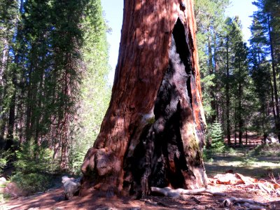 Sequoia NP in CA