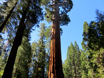 Sequoia NP in CA photo