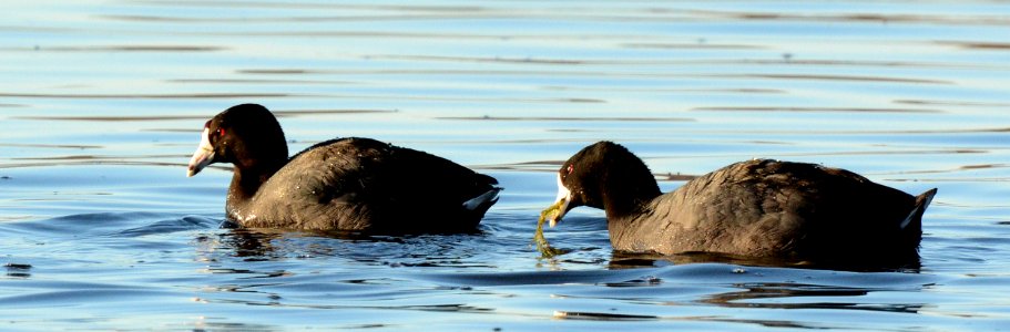 American Coot in Ingham County, MI photo