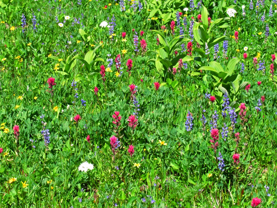 Tipsoo Lake Wildflowers at Mt. Rainier NP in WA