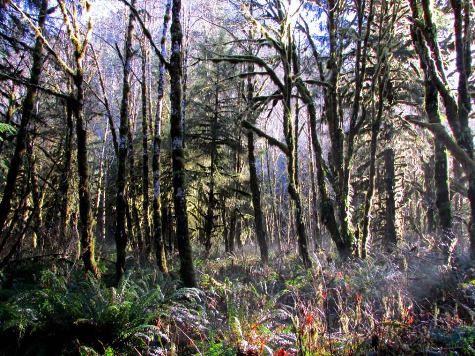 Quinault Rain Forest at Olympic NP in WA