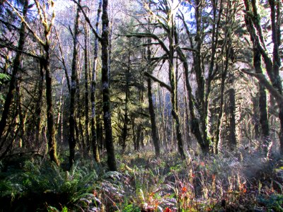 Quinault Rain Forest at Olympic NP in WA