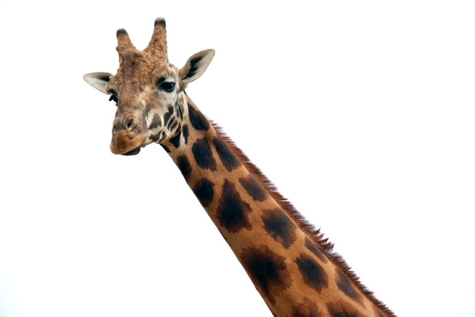 Animal africa mammal