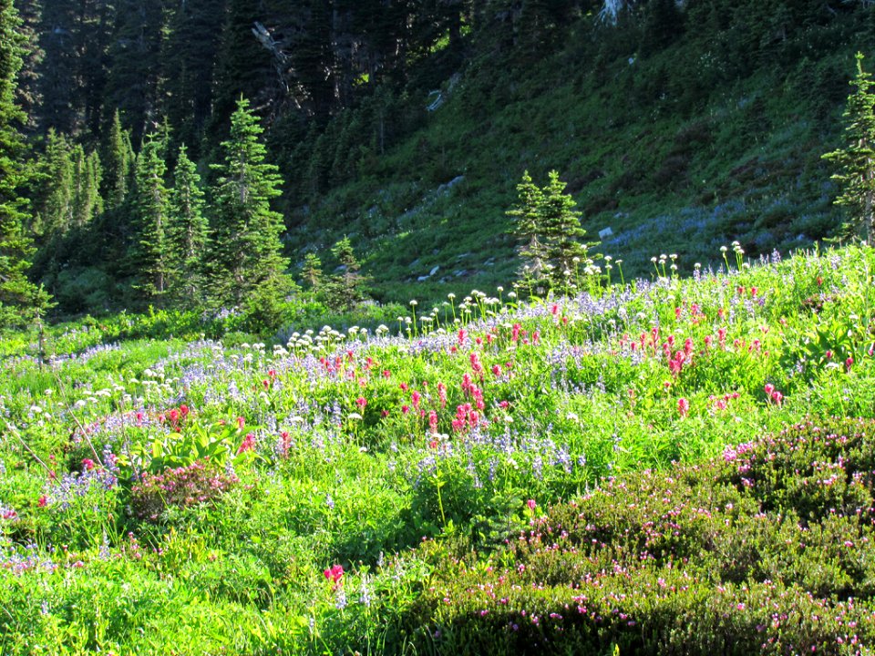 Wildflowers on Skyline Trail at Mt. Rainier NP in WA