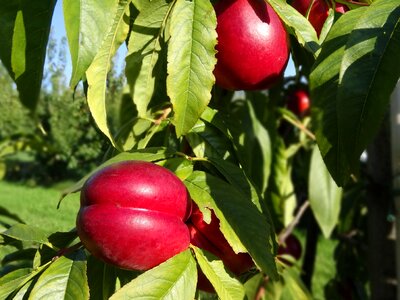 Plum tree orchard fruit