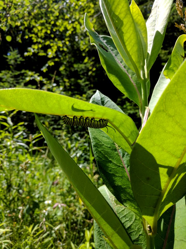 Monarch Caterpillar at Iron River National Fish Hatchery