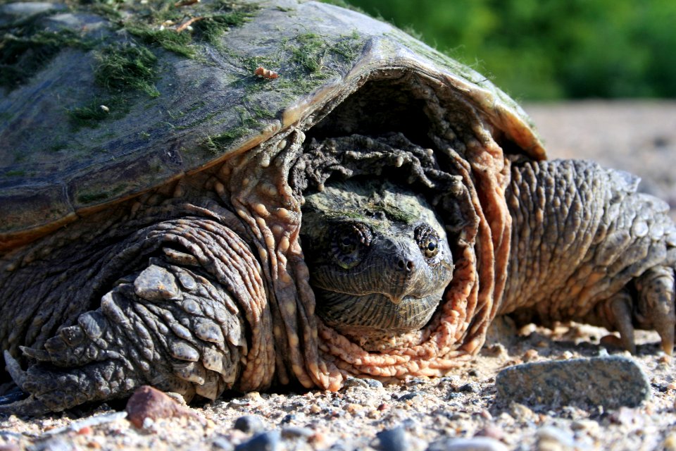 Common Snapping Turtle - Free photos on creazilla.com