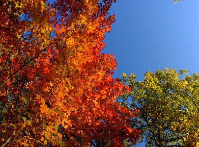 Fall colors photo