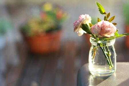 Flowers carnation vase