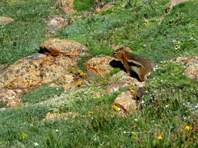 Ground Squirrel at Rocky Mountain NP in CO