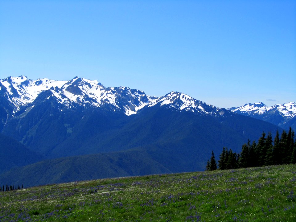 Hurricane Ridge at Olympic NP in WA