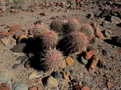 Cactus at Death Valley NP in CA photo