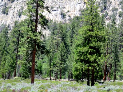 Cedar Grove at Kings Canyon NP in CA